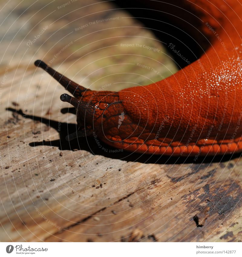 jutta turns away Animal Wilderness Mucus Slimy Disgust Feeler Turn back Switch off Slow motion Speed Macro (Extreme close-up) Physique Wood Close-up Snail