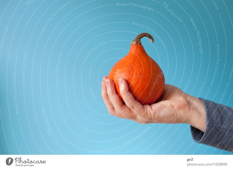 Small pumpkin Food Vegetable Pumpkin Pumpkin plants Pumpkin time Nutrition Eating Organic produce Vegetarian diet Human being Adults Hand Fingers 1 Autumn