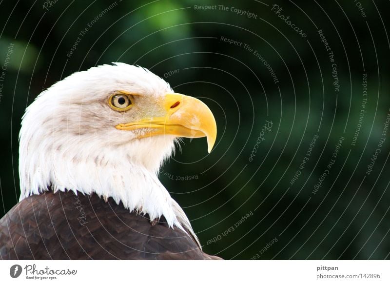 national bird Animal Wild animal Bird Animal face 1 Threat Eagle Bird of prey Heraldic animal Bald eagle USA Colour photo Exterior shot Close-up Detail Deserted