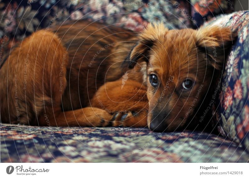 Dachshund look? I can! Animal 1 Lie Dog Pelt Puppy Beautiful Innocent Eyes Looking Observe Staring Armchair Cozy Flowery pattern Small Cute Timidity Bear Brown