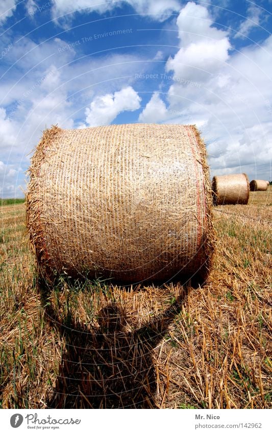 Superman 1 Light Shadow play Force Strong Power Field Stubble field Straw Bale of straw Round Clouds White Summer Farm worker Self portrait Biceps Bodybuilder