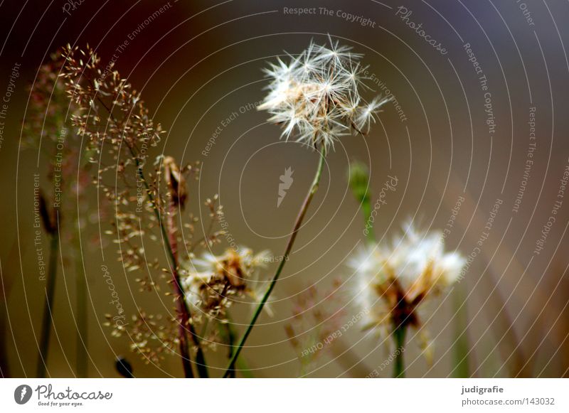 meadow Meadow Grass Flower Delicate Environment Nature Stamen Pollen Glittering Stalk Simple Modest Beautiful Colour risp