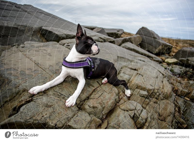 Boston Terrier Beach Ocean Rock Animal Dog Observe Relaxation Looking Playing Romp Elegant Small Curiosity Cute Beautiful Black White Joy Love of animals Energy