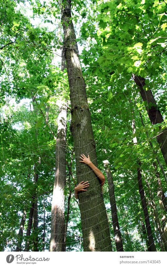 Close to nature Forest Clump of trees Tree Green Leaf Tree trunk Deciduous forest Deciduous tree Sunbeam To hold on Ecological Environmental protection Safety