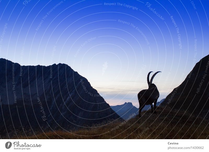 Capricorn III Environment Nature Landscape Sky Horizon Sunrise Sunset Meadow Alps Animal Wild animal common ibex Alpine ibex 1 Elegant Twilight horn carrier