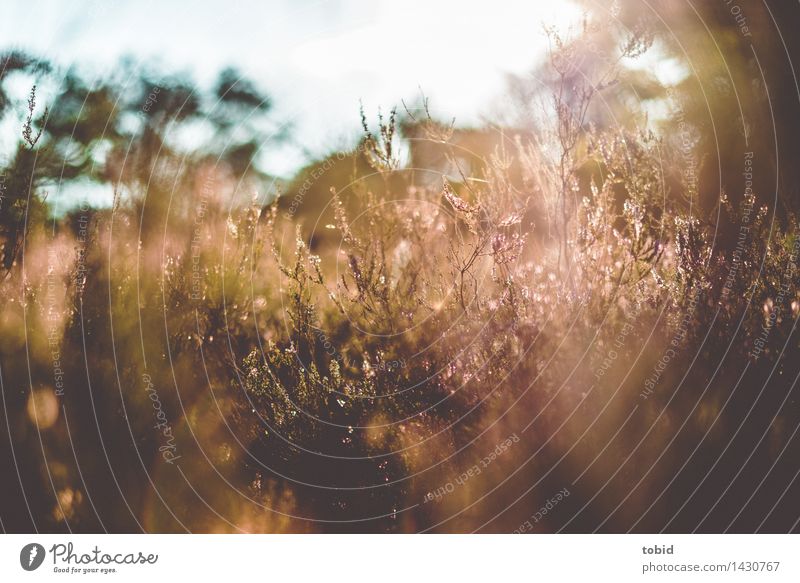 late summer Nature Landscape Plant Cloudless sky Horizon Sun Beautiful weather Tree Flower Grass Blossom Wild plant Meadow Heathland Warmth Light blue Bright