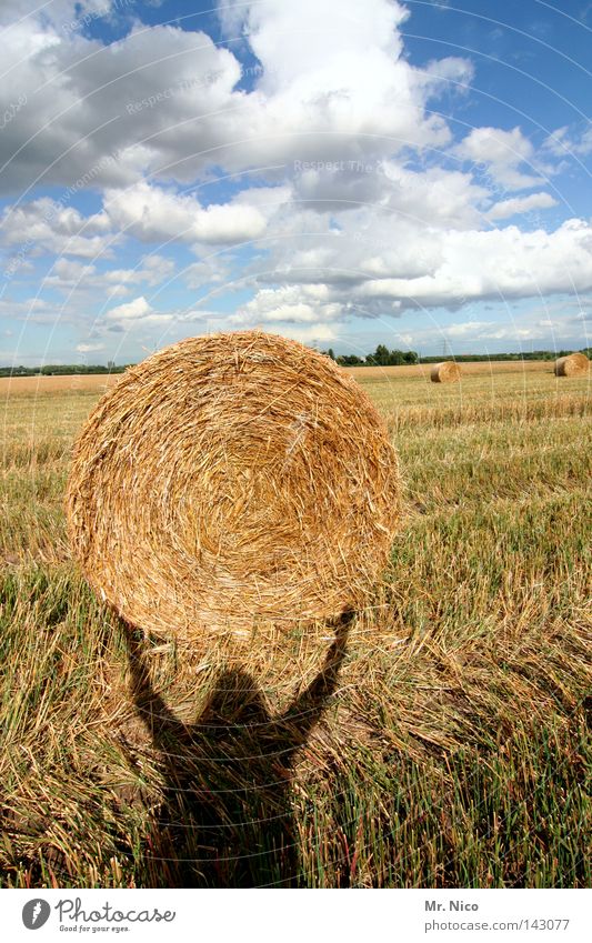 Superman 2 Light Shadow play Force Strong Power Field Stubble field Straw Bale of straw Round Clouds White Summer Farm worker Employees &amp; Colleagues