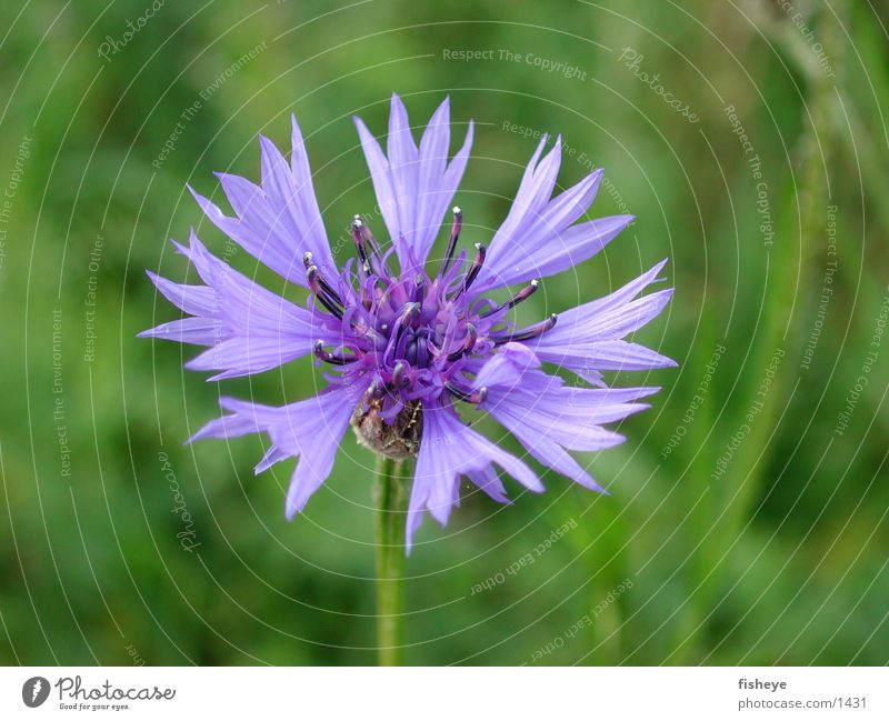 cornflower Plant Blossom Meadow Green Blue Macro (Extreme close-up)