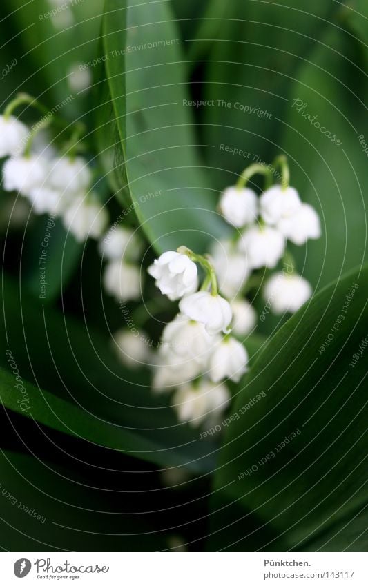 I live my life in shadow... Flower Green Plant White Bell Environment Stalk Lily of the valley May Hang Dangle Dark green Evil Enchanted forest Dreamland Meadow