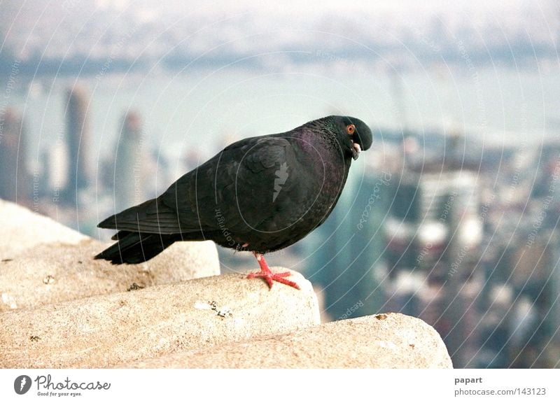 Look me in the eye, little one. Pigeon Skeptical Bird Beginning Flying Jump Wing Feather Beak Cornice Height Vantage point Nest Flat (apartment) Home country