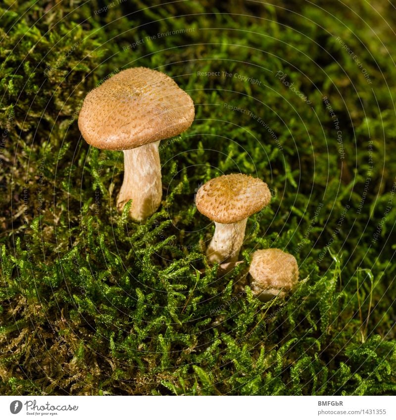 Small, smaller the smallest Mushroom Mushroom soup Joy Happy Mushroom picker Nature Plant Autumn Moss Forest Sign "big bigger biggest" "small smallest" Growth