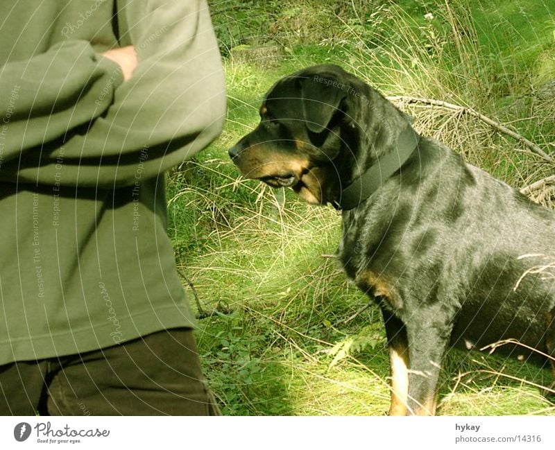 cara-mel Dog Meadow Rottweiler Calm Loyalty Audience Wait