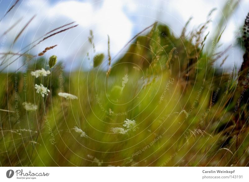 Country air. Freedom Summer Sun House (Residential Structure) Plant Sky Clouds Beautiful weather Wind Flower Grass Bushes Blossom Meadow Field Emotions Longing