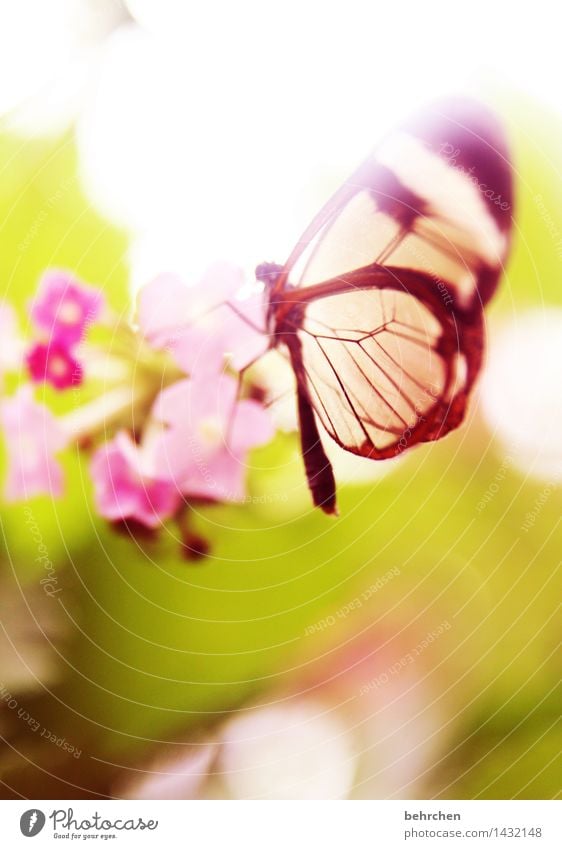 In dreamland Nature Plant Animal Spring Summer Beautiful weather Flower Leaf Blossom Garden Park Meadow Wild animal Butterfly Wing glass wing butterfly 1