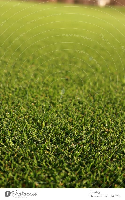 Lawn golf course Grass surface To feed Golf Sporting grounds Golf course Green focus gradient