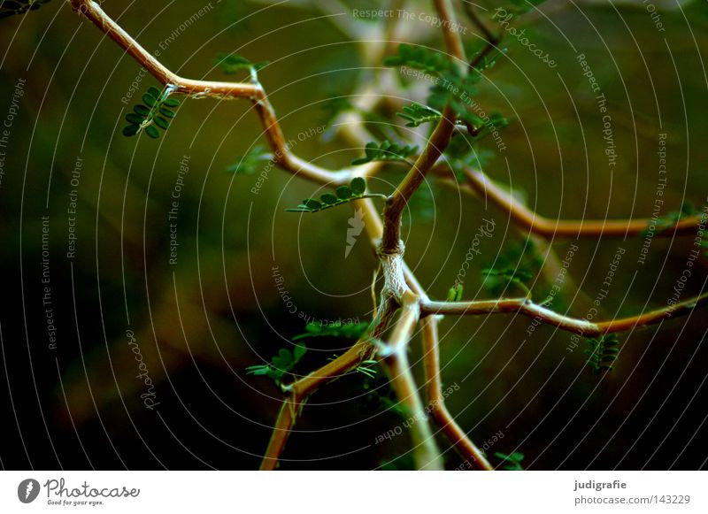 forest Tree Bushes New Zealand Branchage Twigs and branches Nature Environment Leaf Growth Green Lanes & trails Branched Muddled Colour zigzag shrub