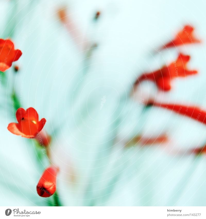 enduring freedom Flower Macro (Extreme close-up) Blossom White Violet Bud Leaf bud Blossom leave Botany Nature Summer Spring Fresh Growth Plant Red Beautiful