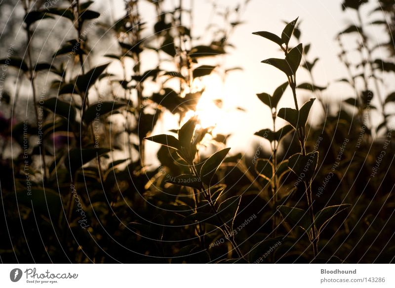 Evening sunbathing Flower Plant Back-light Sunset Dark HDR Bushes Summer plants green