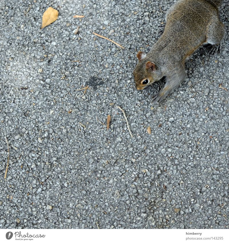 photo theft on the internet Squirrel Animal Zoo Walking Jump Park Wild animal Sweet Head Asphalt Concrete Floor covering Ground Motive Thief Mammal Trust Autumn