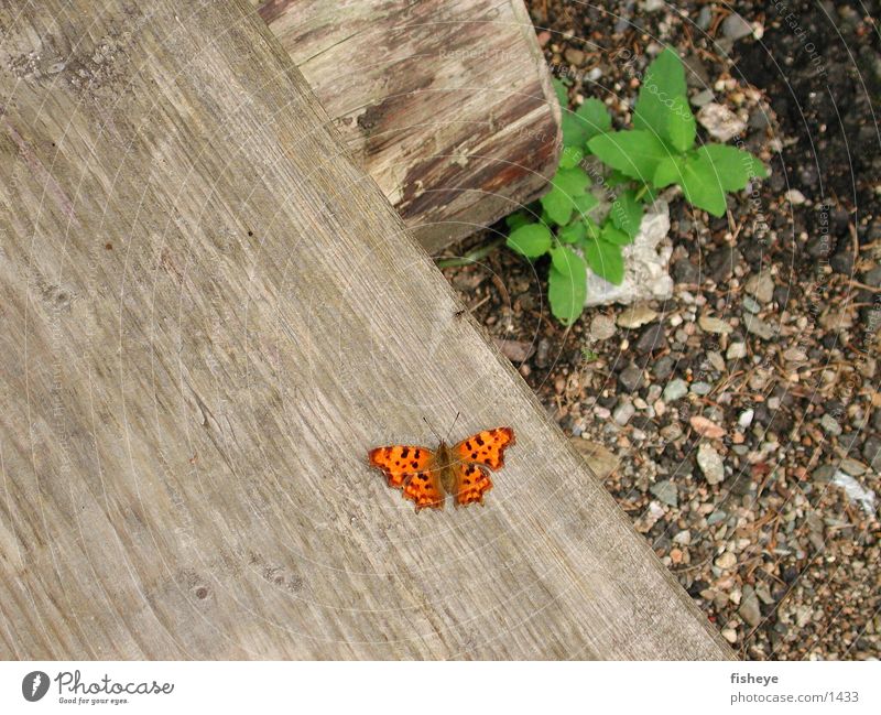 butterfly Wood Butterfly Plant Green Orange