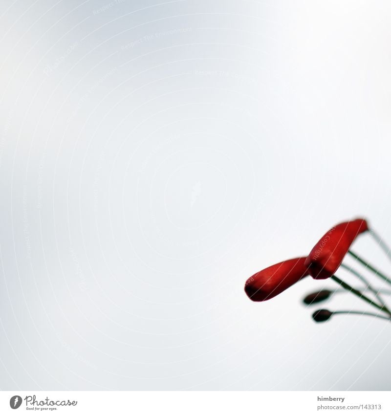 tenderness Flower Macro (Extreme close-up) Blossom White Bud Leaf bud Blossom leave Botany Nature Summer Spring Fresh Growth Plant Red Beautiful Esthetic