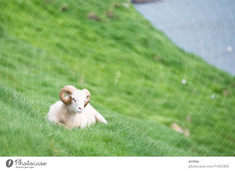 Sheep ram on the Faroe Islands Summer Ocean Nature Landscape Animal Grass Meadow Hill Rock River Føroyar 1 Natural Green Emotions intense Dramatic mood positive