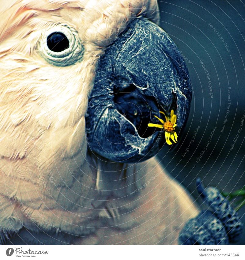 teatime Cross processing Digital photography Green undertone Yellowness Cockatoo Flower Nutrition Bird Eyes Beak Head Animal Feeding Claw Old Flying Free