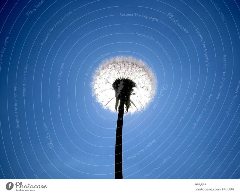 backlight Dandelion Seed Sky Blue Sun Back-light Plant Macro (Extreme close-up) Close-up