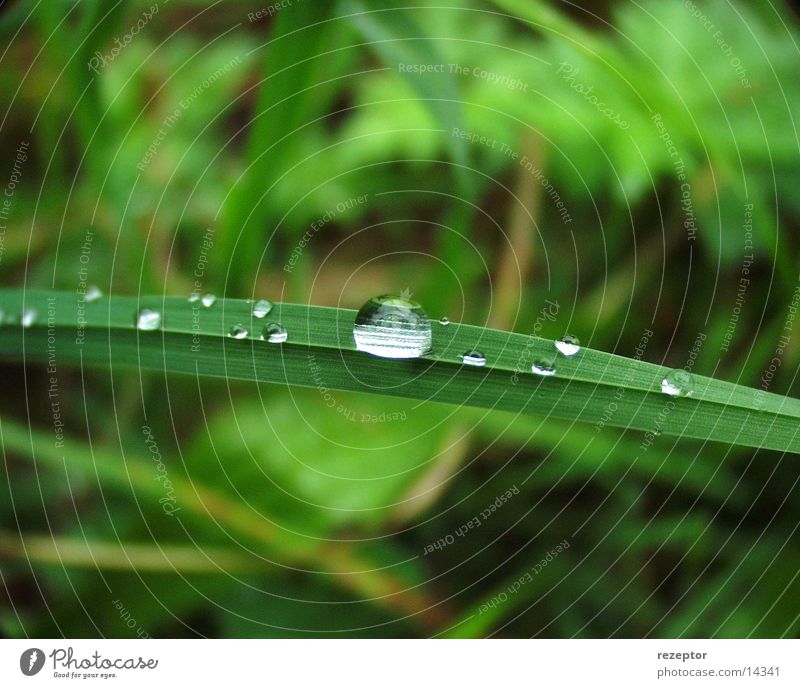 Crystal clear Dew Fresh stalks of grass Nature