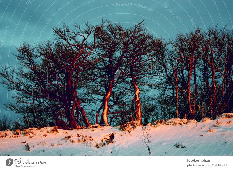 Group of trees in winter evening light Winter Nature Plant Snow Tree Field Old Illuminate Stand Trees in the snow Clump of trees Embrace Together Moody Agreed