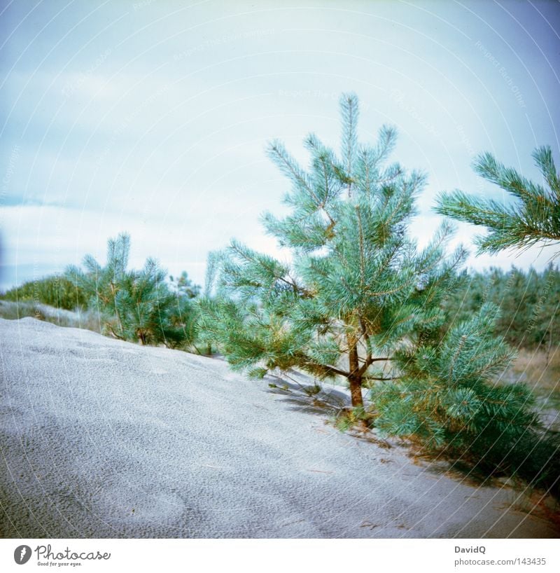 dune pine Beach Natural growth Forest Erosion Lomography Coast Baltic Sea Beach dune coastal dune flat coast Sand Plant Pine