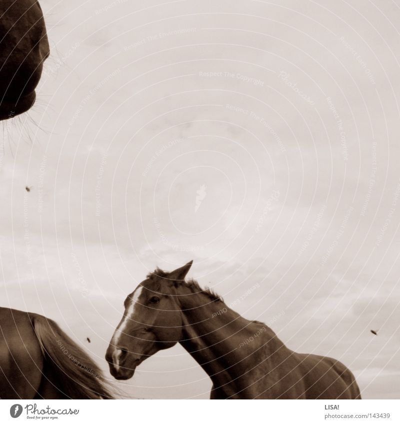 flying between horses Colour photo Exterior shot Deserted Copy Space top Neutral Background Day Animal portrait Horse Fly Movement Rotate Flying Head Snout Ear