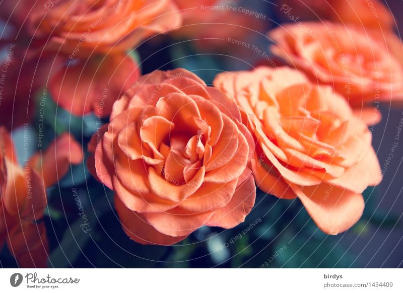 Thanks for the roses. 1300. Lifestyle Style Beautiful Rose Blossom Rose blossom Blossoming Fragrance Esthetic Fresh Positive Orange Red Joy Happy Friendship