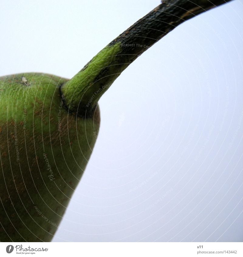 Fruit on stalk Fruit basket Nutrition Food Healthy Fruit sugar Green Isolated Image Juice Vitamin Sweet Fresh Juicy Crunchy Macro (Extreme close-up) Close-up