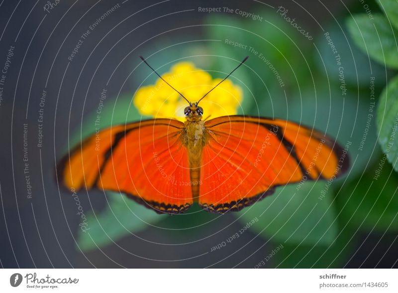 Color your life! Animal Butterfly Zoo 1 Yellow Green Orange Butterfly house Feeler Colour Multicoloured Contrast Exterior shot Deserted