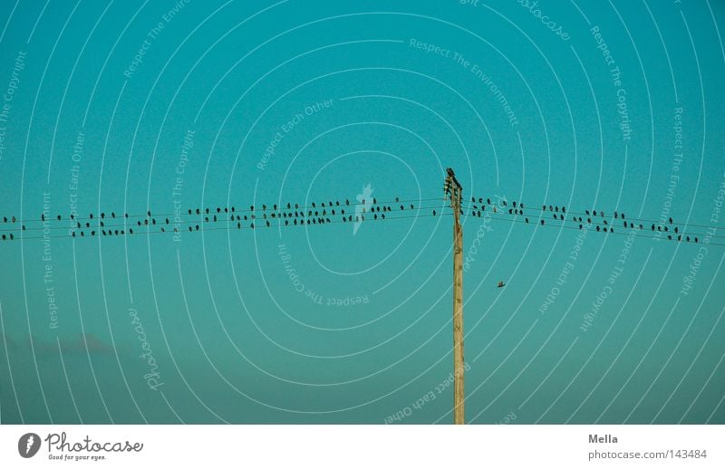 Sheet music by nature Cable Technology Energy industry Sky Bird Group of animals Flock Electricity pylon Telegraph pole Crouch Sit Small Above Blue Row