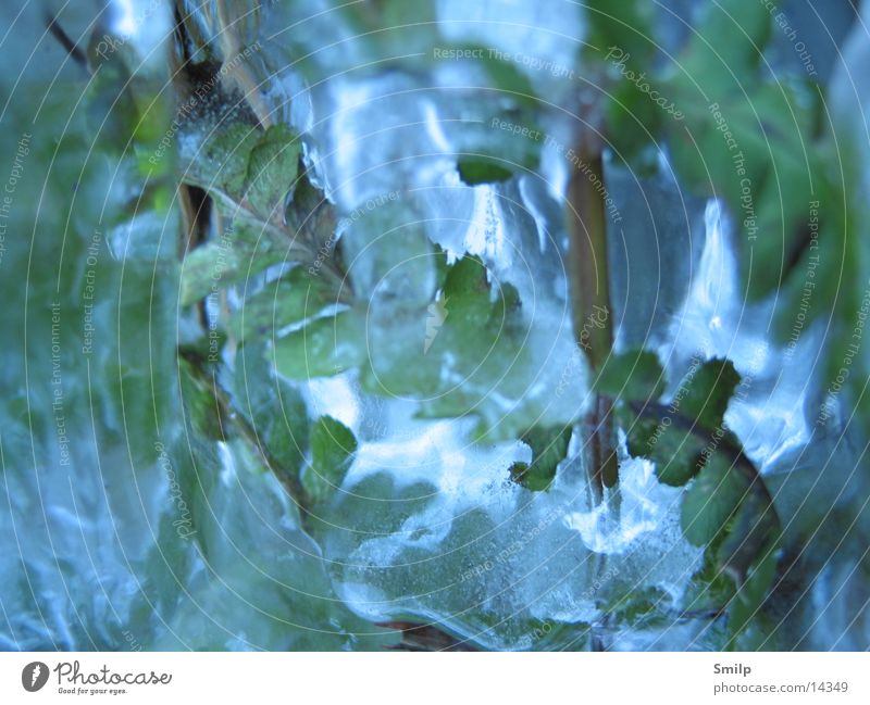 Trapped in ice 2 Captured Ice Pteridopsida Macro (Extreme close-up)