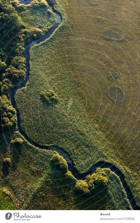 brook Brook River Water Marsh Bog Common Reed Tree Evening Evening sun Shadow Air Aerial photograph Bird's-eye view Flying Landscape Land Feature Detail Green