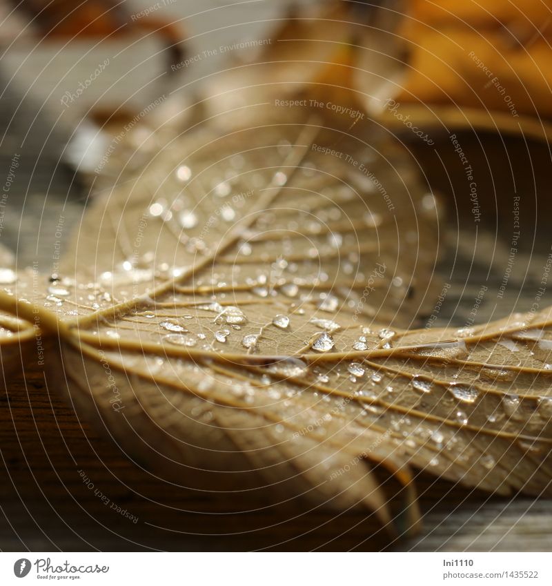 Droplets on the underside of leaves Nature Plant Water Drops of water Autumn Weather Leaf Park Forest Deserted Exceptional Fresh Cold naturally pretty Brown