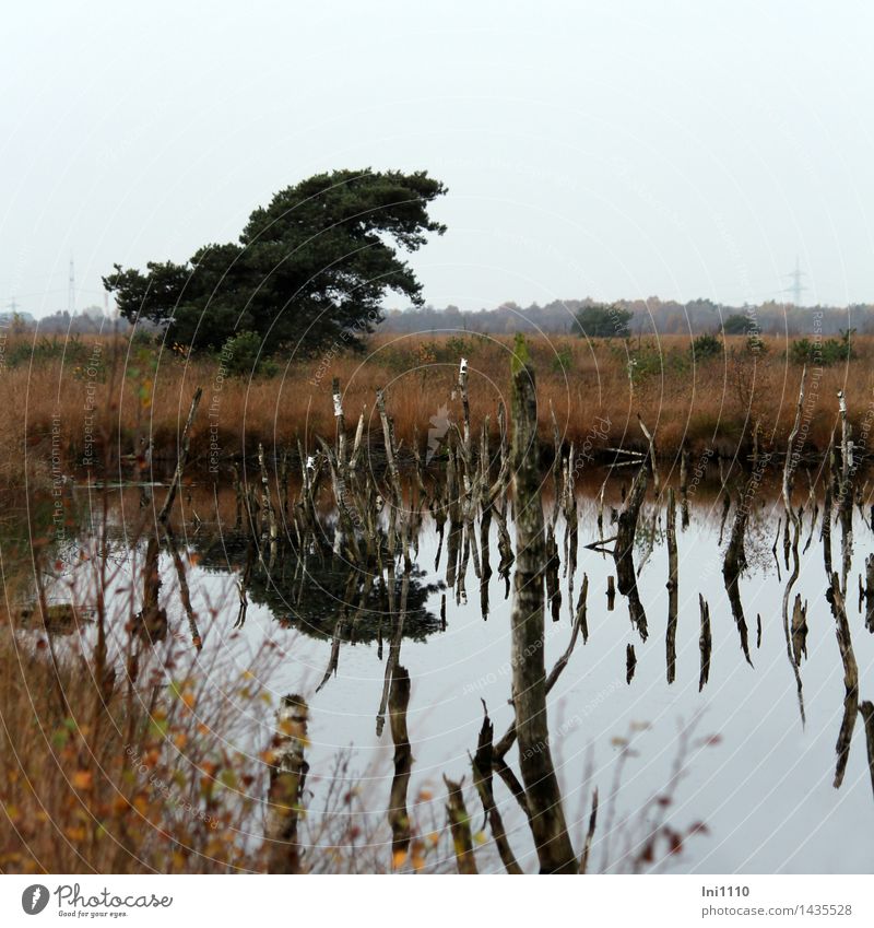 bog pine Nature Landscape Plant Water Autumn Weather Tree Grass Wild plant Pine and dead birches Bog Marsh Pond Dark Creepy Wet naturally Blue Brown Yellow Gray