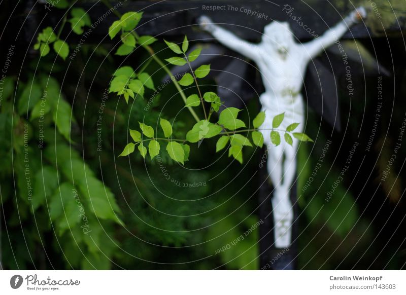 Haaaaleluja (FSK from 6 years). Plant Bushes Hang Trust Belief Religion and faith Jesus Christ Crucifix Catholicism Censorship Europe Street corner Cover France