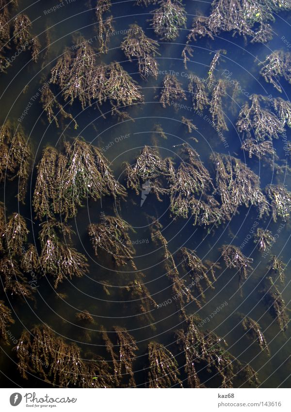 The Lahn Water Plant Nature River Dark Aquatic plant Wet Damp Dreary Body of water Brook Bird's-eye view Detail Section of image Flow