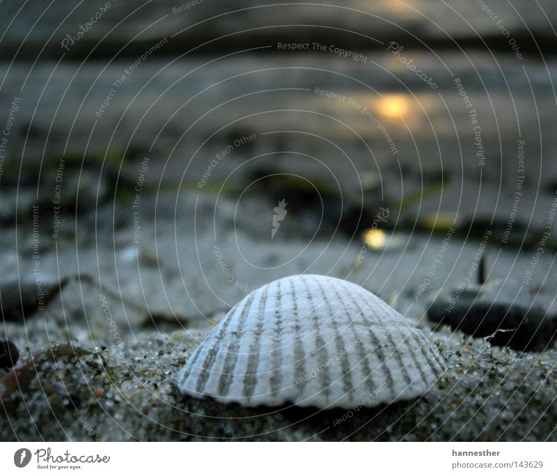 flotsam and jetsam Mussel Cockle Beach Bad weather Wet Limfjord Scandinavia In transit Air Cold Summer Coast Sand Water Sun dawn Clouds Fjord Denmark