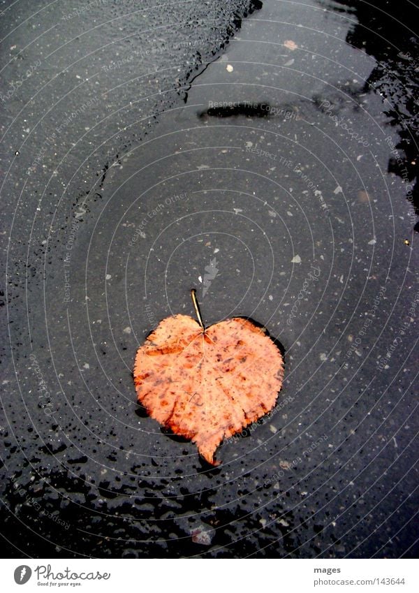 sweetheart Leaf Autumn Auburn Street Wet Rain Heart Loneliness Transience Water