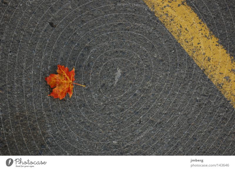 fallen Leaf Pavement Asphalt Autumn Fallen Brown heruntergefallen Maple tree Exterior shot 1 Individual Maple leaf Autumn leaves Autumnal colours Limp