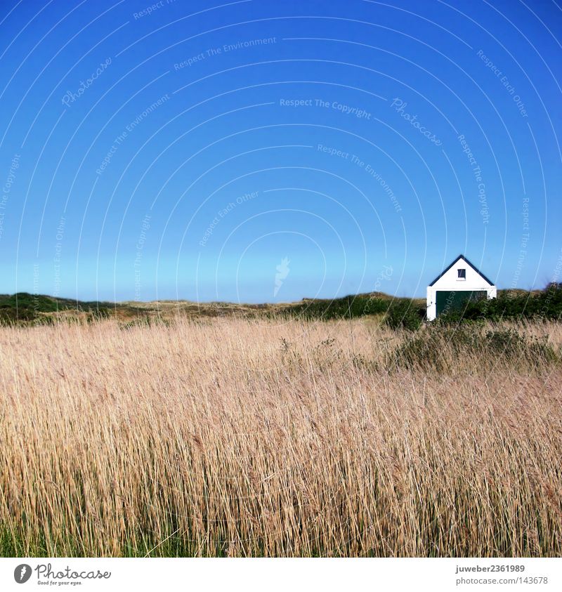 in the dunes Common Reed Lower Saxony Schleswig-Holstein Scandinavia Bog Marsh Idyll Tree Bushes Grass Brown Spiekeroog Stable Northern Europe Beautiful