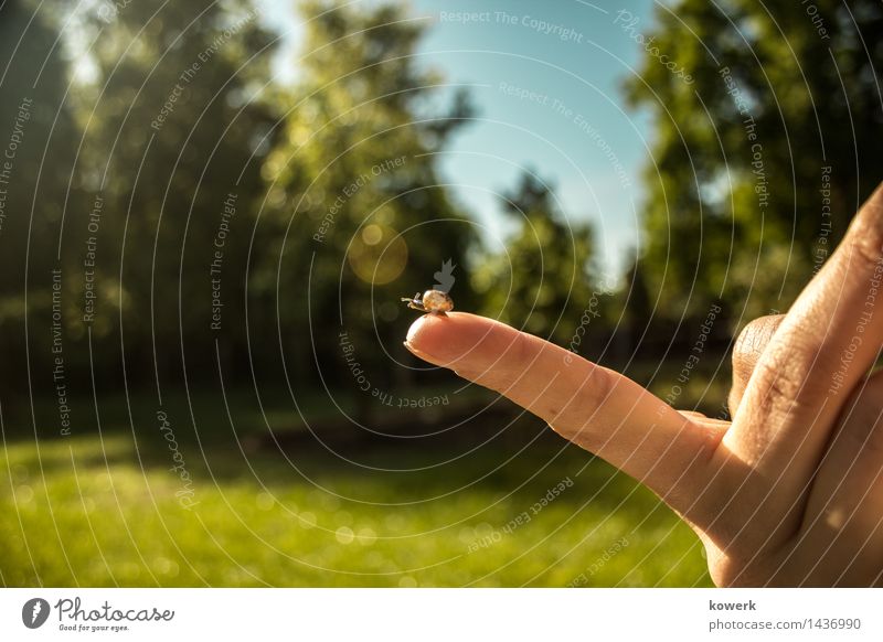 outlook Nature Snail Observe Contentment Love of animals Hand Colour photo Exterior shot Copy Space left Day Light Sunlight Animal portrait