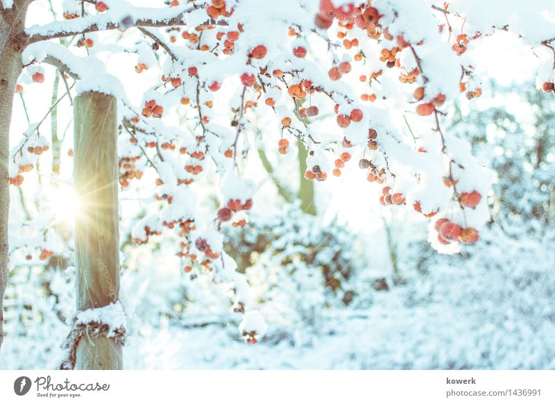 snowberries Landscape Winter Beautiful weather Snow Tree Bushes Blue Yellow Orange Snowscape snow-covered Sunbeam Sunrise Colour photo Exterior shot Deserted