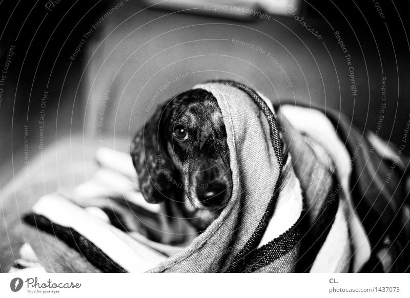 carlson Living or residing Animal Pet Dog Animal face Dachshund 1 Blanket Curiosity Cute Love of animals Black & white photo Interior shot Deserted Day