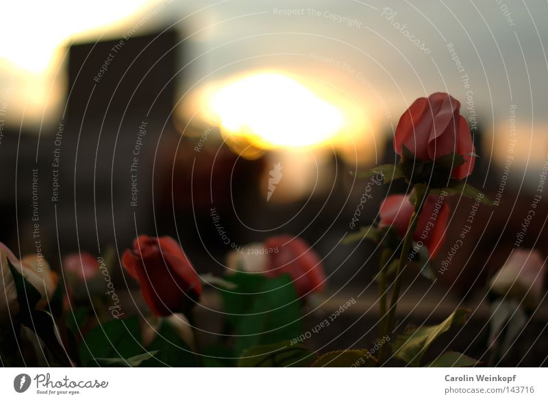 Plastic Flowers on a French graveyard. Sunset Evening sun Pink Rose Green Cemetery Death Derelict Back Sky Twilight plastic rose plastic roses